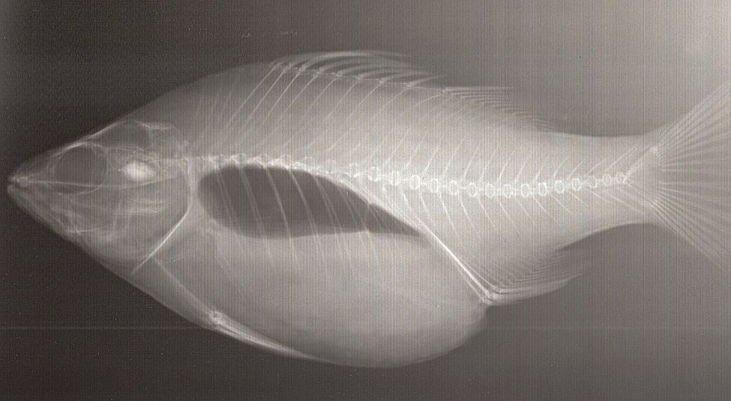 Fish X-ray